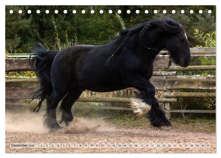 Produktbild: Colorful Horse Ranch &ndash; Wo Tinker posen und Ponys l&auml;cheln (Tischkalender 2026 DIN A5 quer), CALVENDO Monatskalender