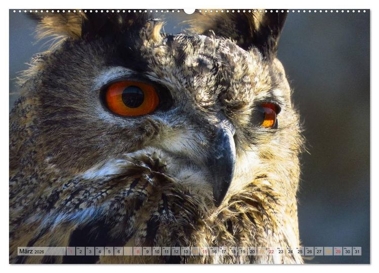 Produktbild: Majest&auml;tische Greifv&ouml;gel (hochwertiger Premium Wandkalender 2026 DIN A2 quer), Kunstdruck in Hochglanz