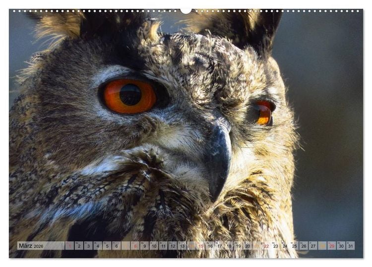 Produktbild: Majest&auml;tische Greifv&ouml;gel (Wandkalender 2026 DIN A2 quer), CALVENDO Monatskalender