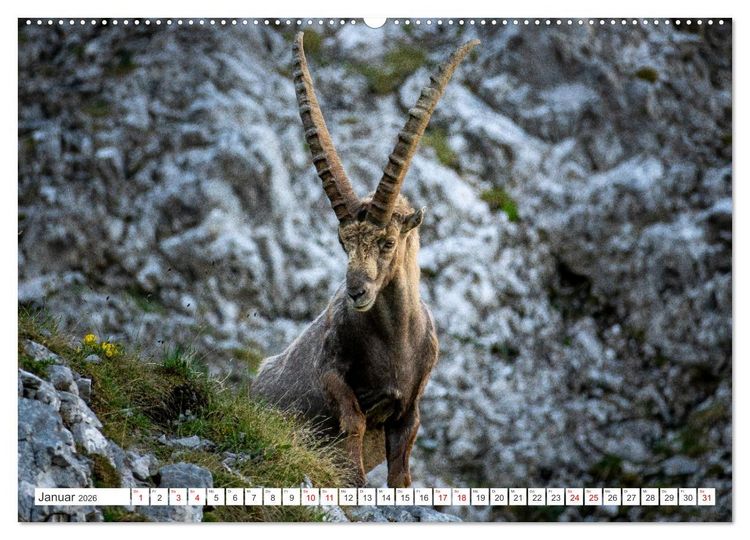 Produktbild: Steinb&ouml;cke - Majest&auml;tische Tiere der Alpen (hochwertiger Premium Wandkalender 2026 DIN A2 quer), Kunstdruck in Hochglanz