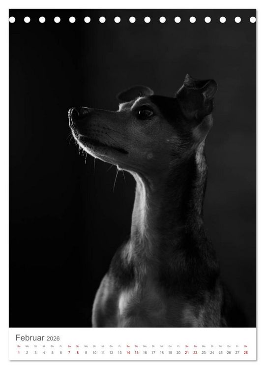 Produktbild: Fine Art Hundeportraits (Tischkalender 2026 DIN A5 hoch), CALVENDO Monatskalender