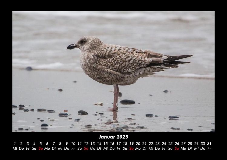 Produktbild: Vogelparadies 2025 Fotokalender DIN A3