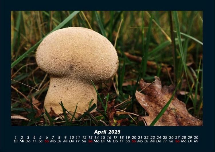 Produktbild: Pilzkalender 2025 Fotokalender DIN A4