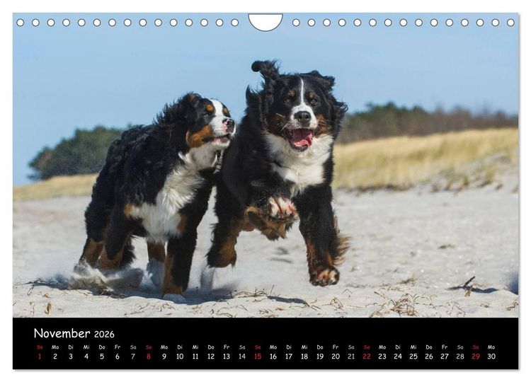 Produktbild: Berner Sennenhund 2026 (Wandkalender 2026 DIN A4 quer), CALVENDO Monatskalender