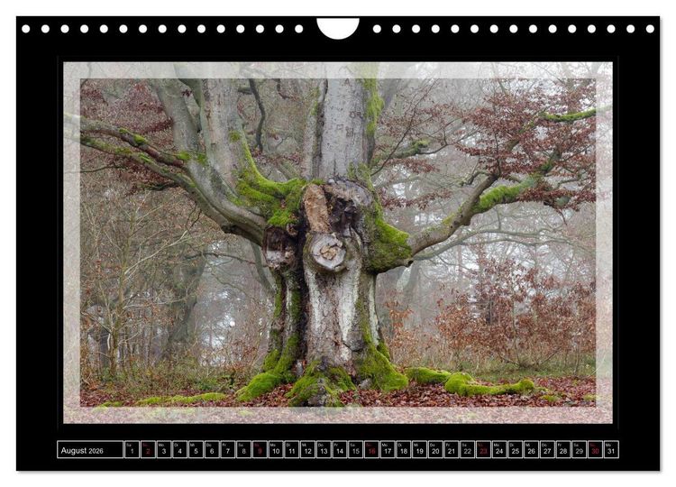 Produktbild: Zauberwald HALLOH (Wandkalender 2026 DIN A4 quer), CALVENDO Monatskalender