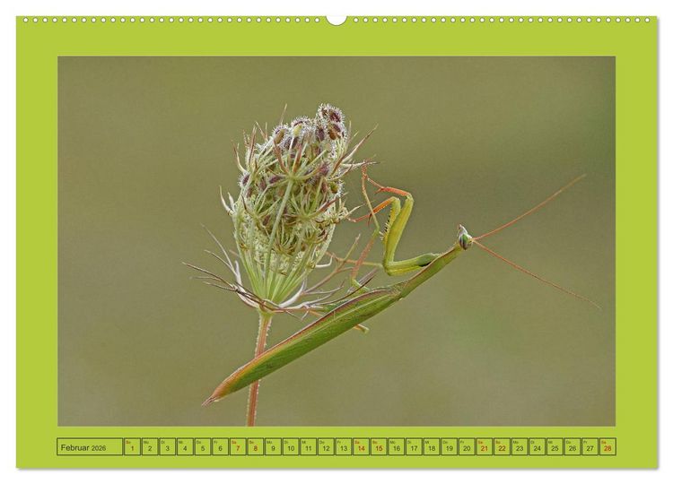 Produktbild: Die Gottesanbeterin Mantis Religiosa (hochwertiger Premium Wandkalender 2026 DIN A2 quer), Kunstdruck in Hochglanz