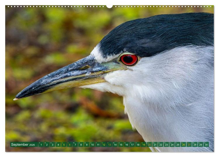 Produktbild: Gr&uuml;nreiher - Krabbenreiher - Nachtreiher (Wandkalender 2026 DIN A2 quer), CALVENDO Monatskalender