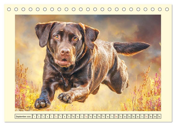 Produktbild: Labrador Retriever. Labrador-Magie f&uuml;r Herz und Seele (Tischkalender 2026 DIN A5 quer), CALVENDO Monatskalender