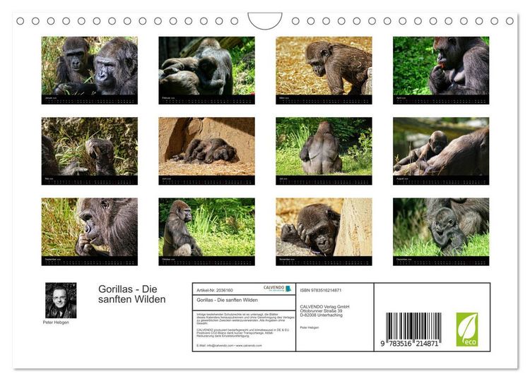 Produktbild: Gorillas - Die sanften Wilden (Wandkalender 2026 DIN A4 quer), CALVENDO Monatskalender