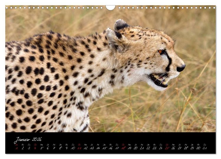 Produktbild: Faszination Afrika - wilde Tiere der Masai Mara - Kenia (Wandkalender 2026 DIN A3 quer), CALVENDO Monatskalender