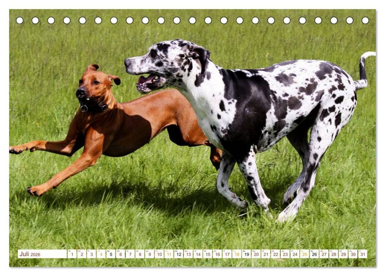 Produktbild: Rhodesian Ridgeback - eine Liebe f&uuml;rs Leben (Tischkalender 2026 DIN A5 quer), CALVENDO Monatskalender