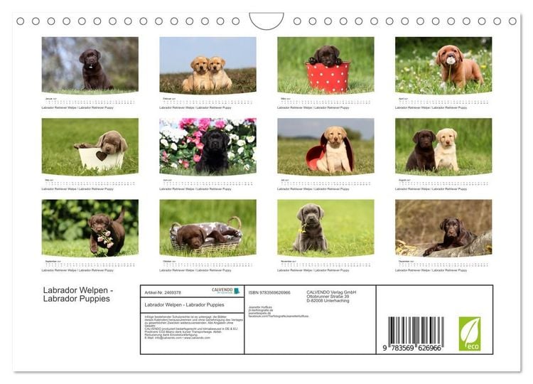 Produktbild: Labrador Welpen - Labrador Puppies (Wandkalender 2027 DIN A4 quer), CALVENDO Monatskalender