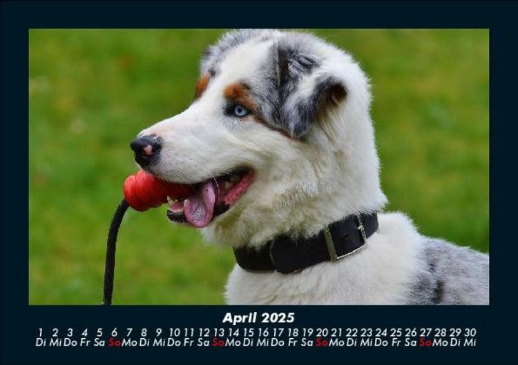 Produktbild: Hundezauber 2025 Fotokalender DIN A5