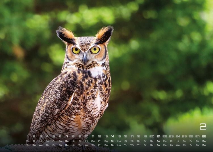 Produktbild: Eulen - W&auml;chter der Nacht - 2027 - Kalender DIN A3