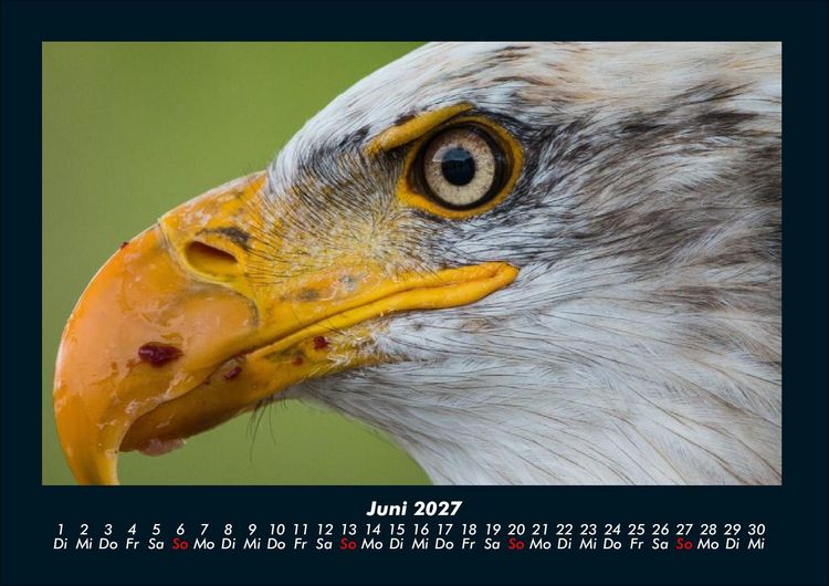 Produktbild: Adler 2027 Fotokalender DIN A4