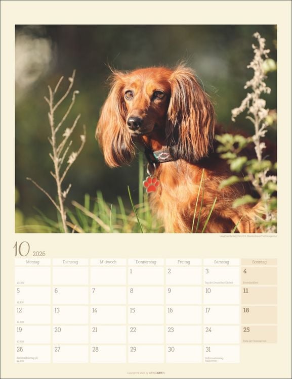 Miniatur Dackel Kalender 2026 - Niedlicher Hunde-Kalender A3 Format