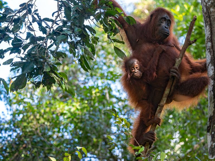 Produktbild: CALVENDO Puzzle Orang-Utan Familie (Pongo pygmaeus), Borneo | 1000 Teile Lege-Gr&ouml;&szlig;e 64x48cm Foto-Puzzle f&uuml;r gl&uuml;ckliche Stunden