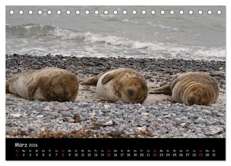 Produktbild: Kegelrobben und Seehunde (Tischkalender 2026 DIN A5 quer), CALVENDO Monatskalender