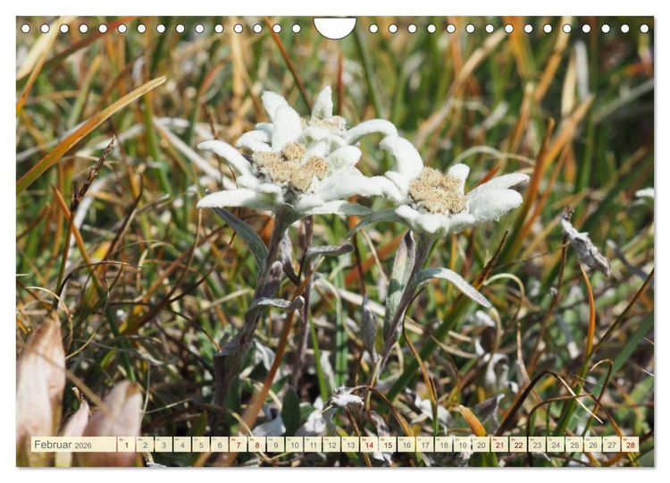 Produktbild: Edelwei&szlig; - Wahrzeichen der Alpen (Wandkalender 2026 DIN A4 quer), CALVENDO Monatskalender