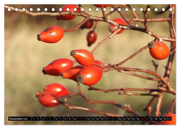 Produktbild: Naturwunder Wald (Tischkalender 2027 DIN A5 quer), CALVENDO Monatskalender