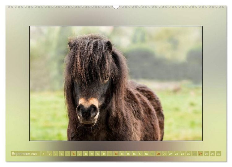 Produktbild: Pferde Vom Minishetty bis zum Kaltblut (Wandkalender 2026 DIN A2 quer), CALVENDO Monatskalender