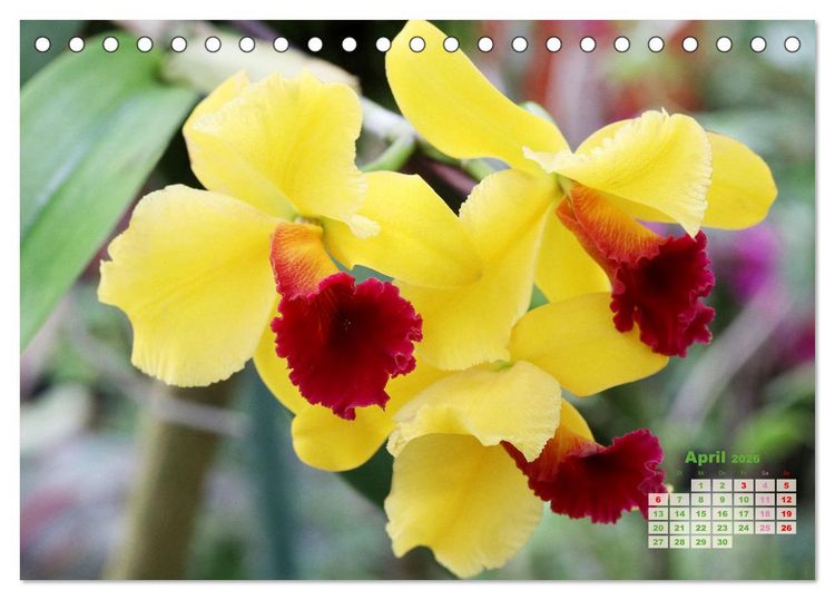 Produktbild: Sch&ouml;nste Orchideen (Tischkalender 2026 DIN A5 quer), CALVENDO Monatskalender