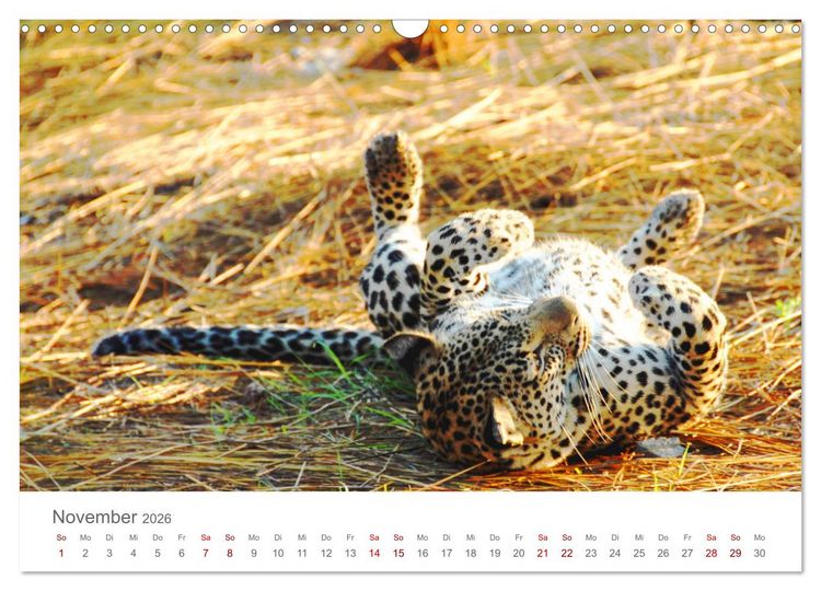 Produktbild: Safari / Afrika (Wandkalender 2026 DIN A3 quer), CALVENDO Monatskalender