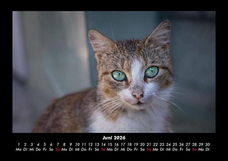 Produktbild: F&uuml;r Katzenfreunde 2026 Fotokalender DIN A3