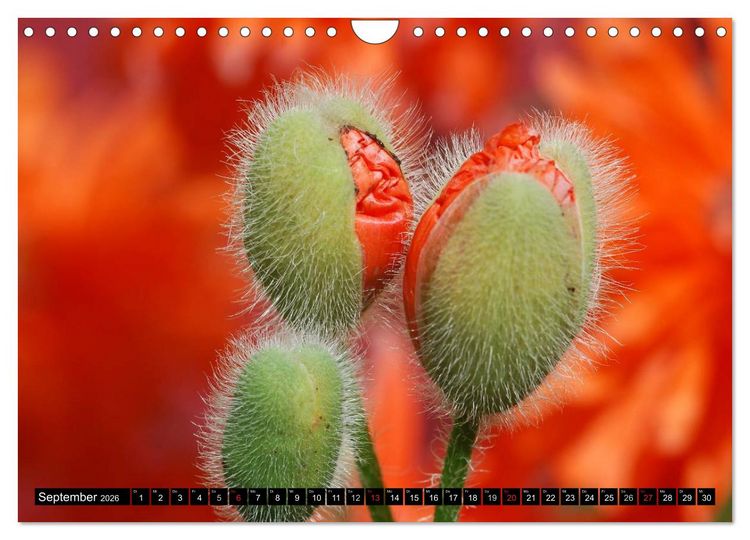 Produktbild: MOHNBL&Uuml;TEN (Wandkalender 2026 DIN A4 quer), CALVENDO Monatskalender