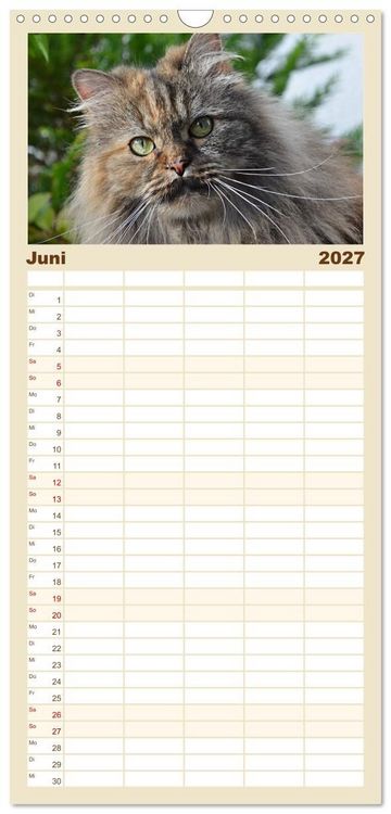 Produktbild: Familienplaner 2027 - Katzen im Portr&auml;t / Geburtstagskalender mit 5 Spalten (Wandkalender, 21 x 45 cm) CALVENDO