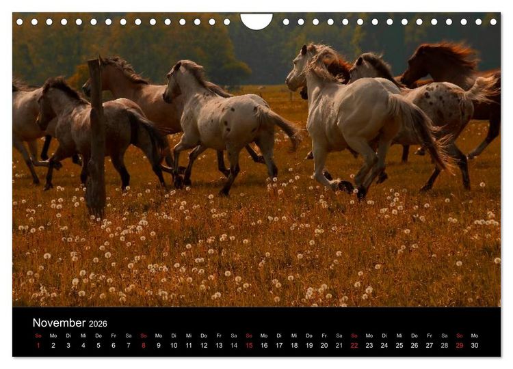 Produktbild: Wilde Pferde (Wandkalender 2026 DIN A4 quer), CALVENDO Monatskalender