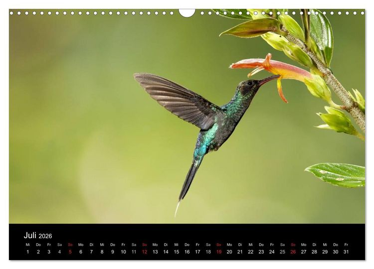 Produktbild: Der Kolibrikalender (Wandkalender 2026 DIN A3 quer), CALVENDO Monatskalender