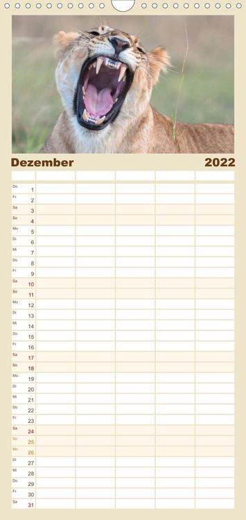 Produktbild: L&ouml;wen - Raubkatzen Afrikas - Familienplaner hoch (Wandkalender 2022 , 21 cm x 45 cm, hoch)