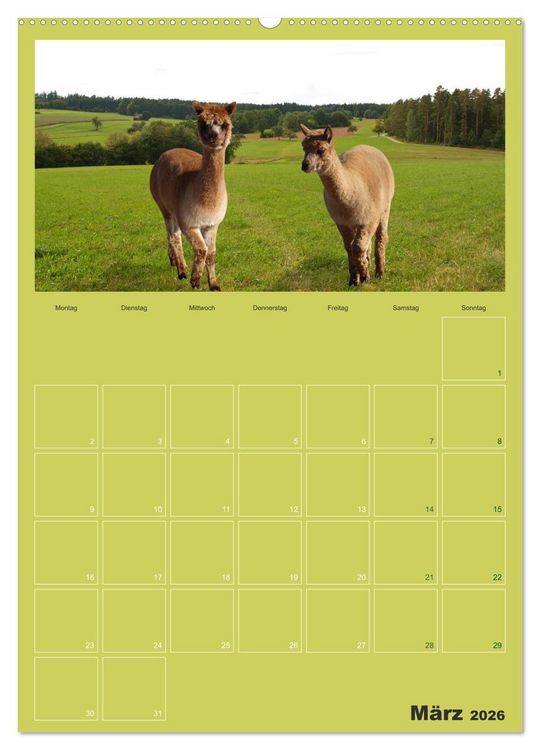 Produktbild: Alpakas zum Verlieben (hochwertiger Premium Wandkalender 2026 DIN A2 hoch), Kunstdruck in Hochglanz