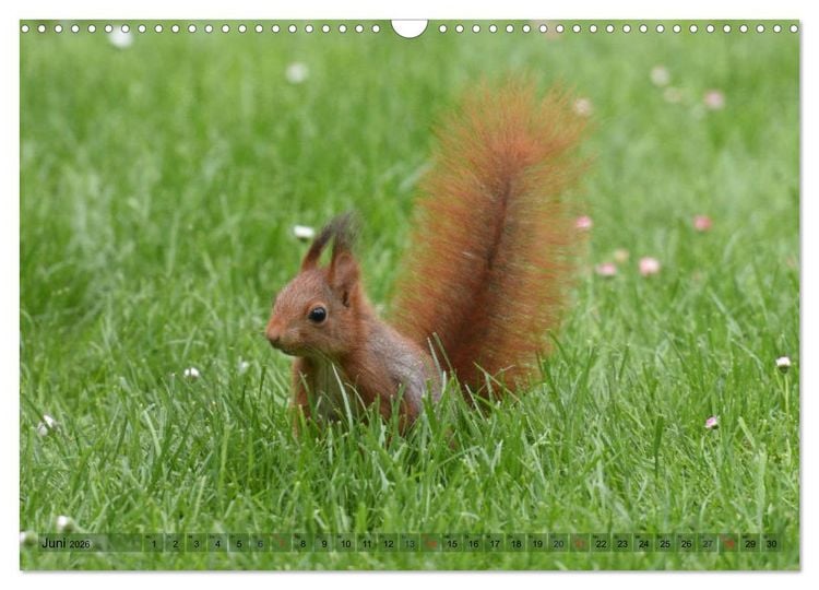 Produktbild: Neuer Spa&szlig; mit Eichh&ouml;rnchen-Kindern (Wandkalender 2026 DIN A3 quer), CALVENDO Monatskalender