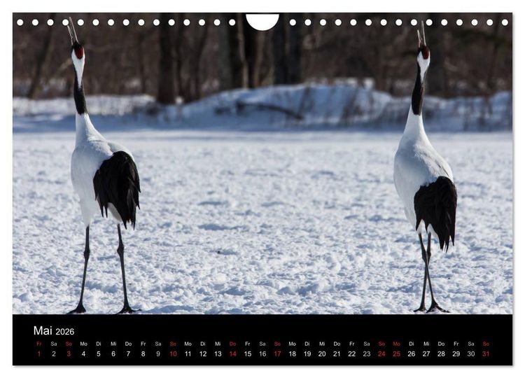 Produktbild: Mandschurenkraniche (Wandkalender 2026 DIN A4 quer), CALVENDO Monatskalender