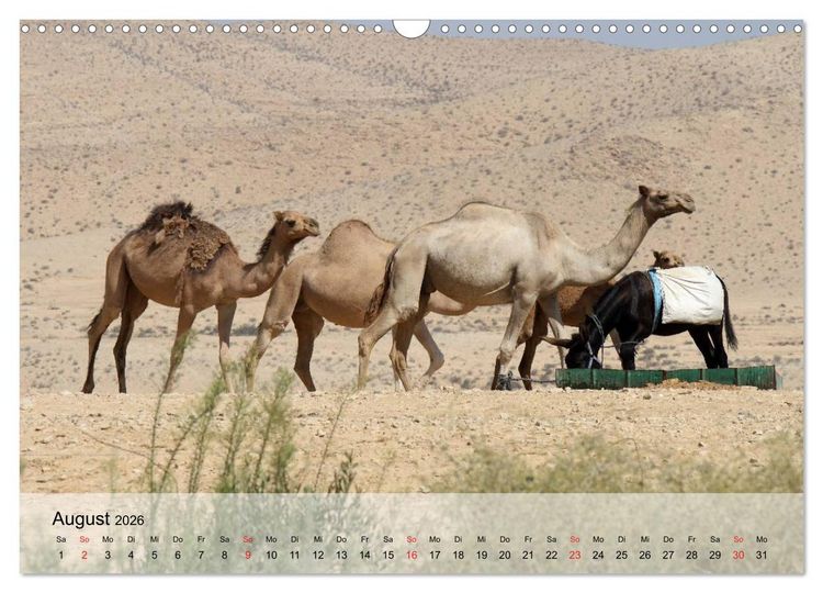 Produktbild: Kamele in der W&uuml;stensonne (Wandkalender 2026 DIN A3 quer), CALVENDO Monatskalender