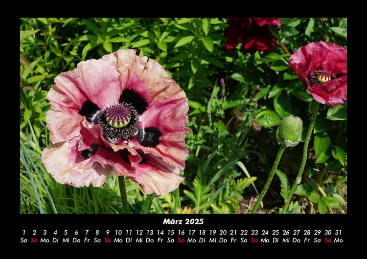 Produktbild: Pflanzen und Bl&uuml;ten 2025 Fotokalender DIN A3