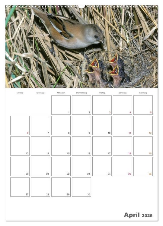 Produktbild: Sperlingsv&ouml;gel an der Schwelle zum Leben (Wandkalender 2026 DIN A2 hoch), CALVENDO Monatskalender