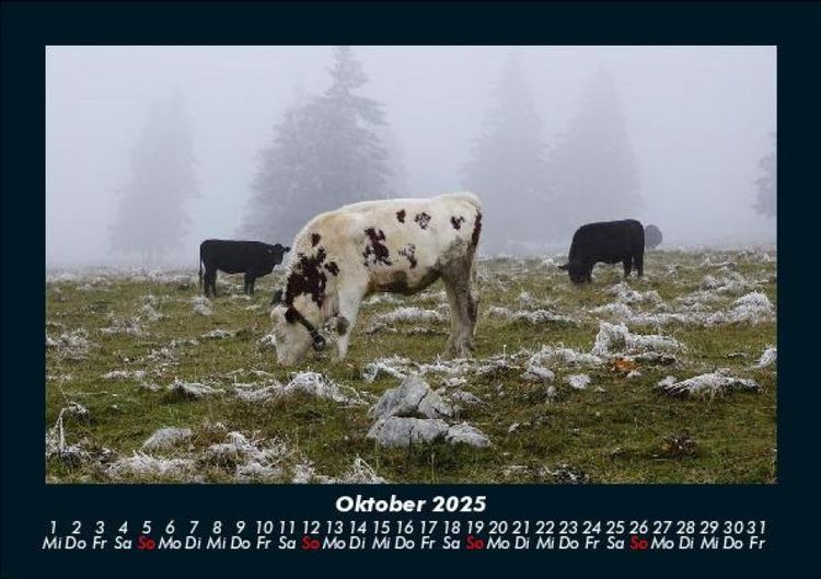 Produktbild: Kuhkalender 2025 Fotokalender DIN A5