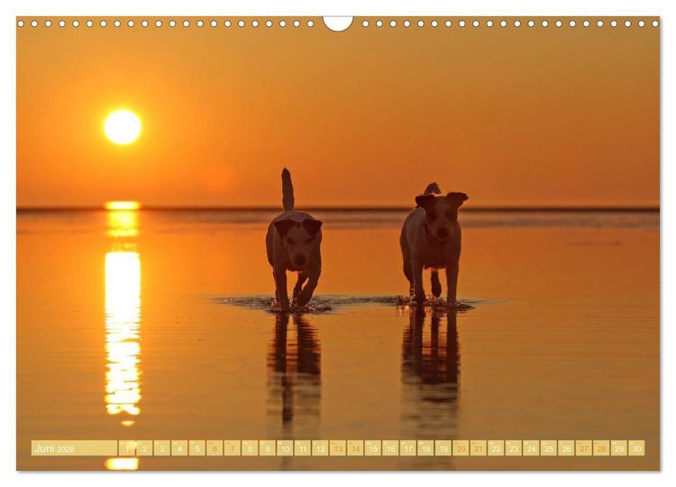 Produktbild: Die Parson-Russell-Terrier ...mit neuen Abenteuern aus der Hundeknipserei (Wandkalender 2026 DIN A3 quer), CALVENDO Monatskalender