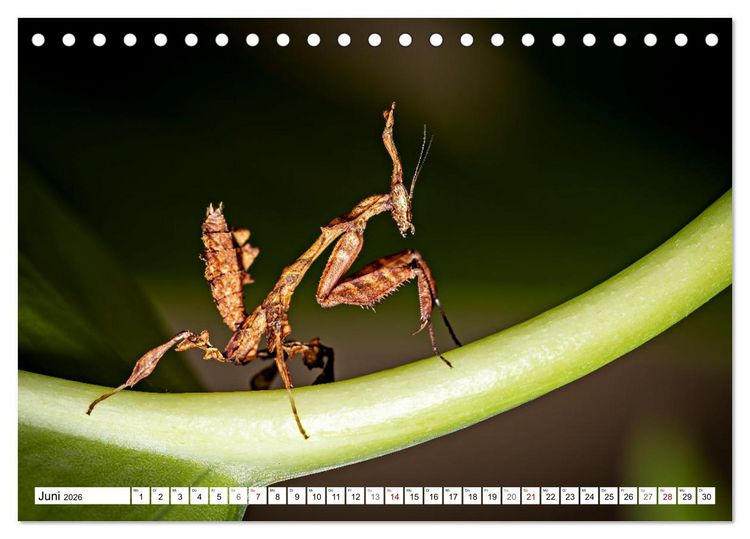 Produktbild: Im Bann der Mantis (Tischkalender 2026 DIN A5 quer), CALVENDO Monatskalender