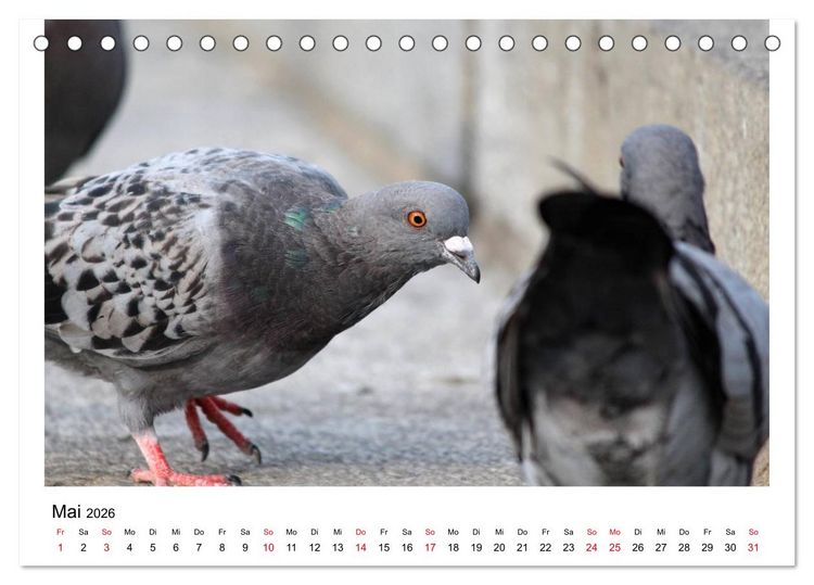 Produktbild: Geliebte Tauben (Tischkalender 2026 DIN A5 quer), CALVENDO Monatskalender