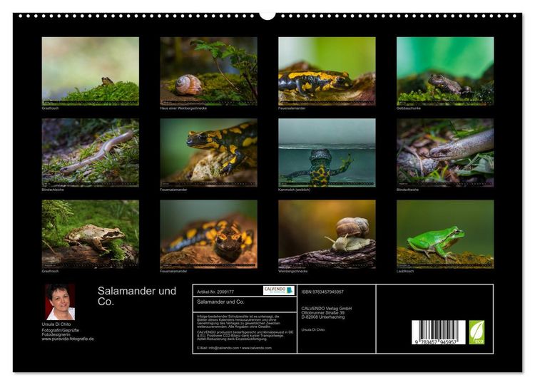 Produktbild: Salamander und Co. (hochwertiger Premium Wandkalender 2026 DIN A2 quer), Kunstdruck in Hochglanz