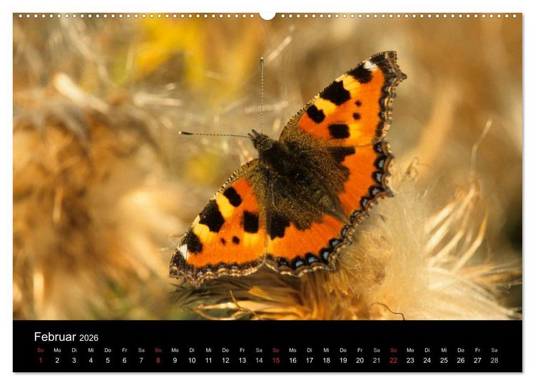 Produktbild: Schmetterlinge (hochwertiger Premium Wandkalender 2026 DIN A2 quer), Kunstdruck in Hochglanz