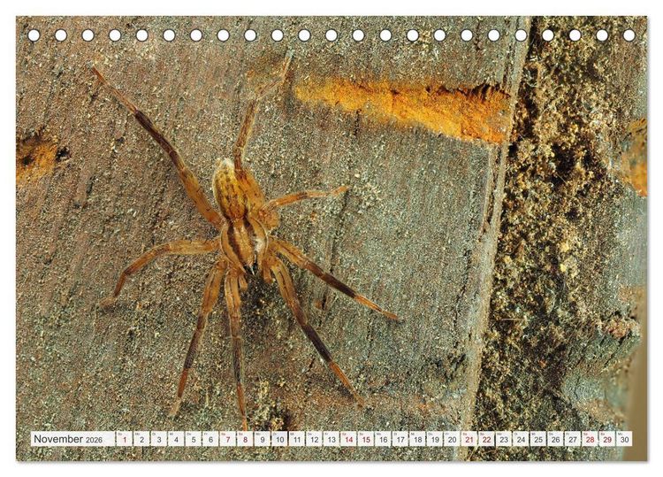 Produktbild: Nosferatu und Co. (Tischkalender 2026 DIN A5 quer), CALVENDO Monatskalender
