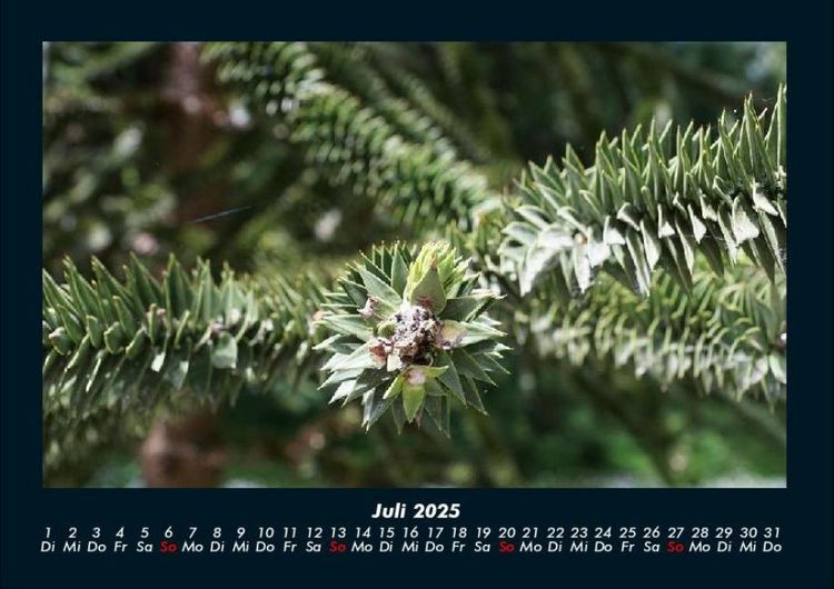 Produktbild: B&auml;ume 2025 Fotokalender DIN A4