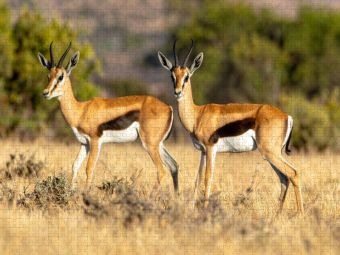 Produktbild: CALVENDO Puzzle Springbock Antilopen in der Savanne | 1000 Teile Lege-Gr&ouml;&szlig;e 64x48cm Foto-Puzzle f&uuml;r gl&uuml;ckliche Stunden