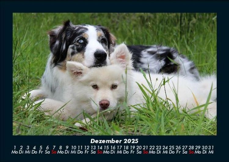 Produktbild: Der Hundekalender 2025 Fotokalender DIN A5
