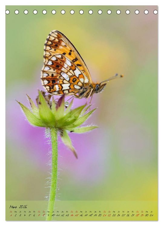Produktbild: Kunterbuntes Gartenleben - Schmetterlinge in G&auml;rten und Parks (Tischkalender 2026 DIN A5 hoch), CALVENDO Monatskalender